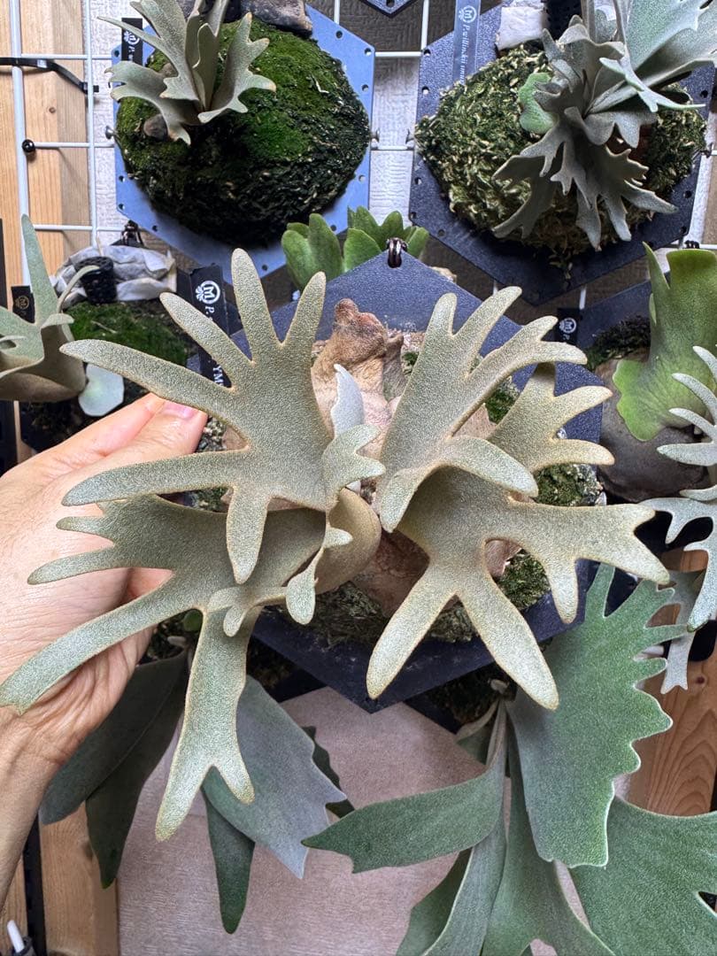 willinckii yms #16 ビカクシダ