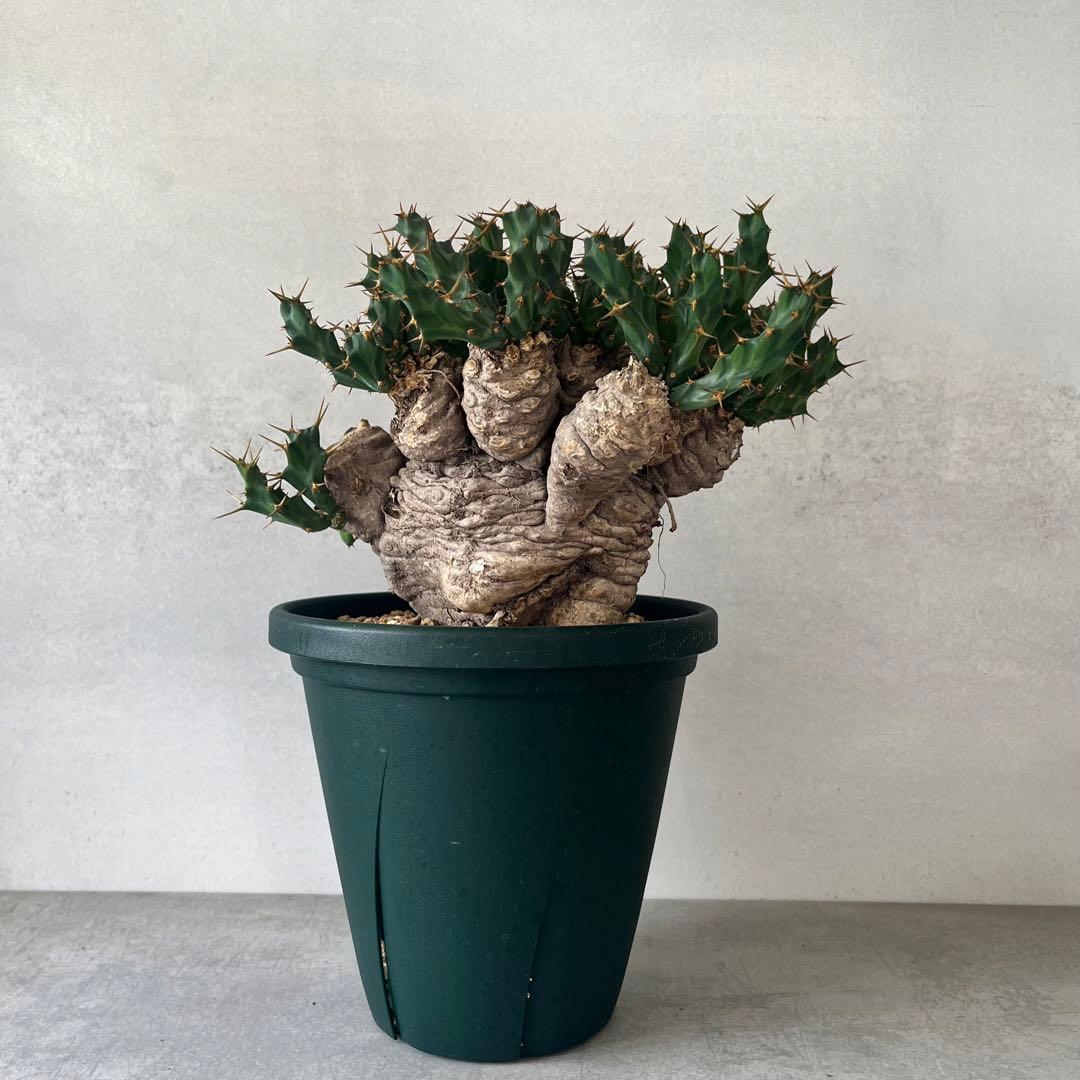 ユーフォルビア　クラビゲラ　現地球　Euphorbia clavigera