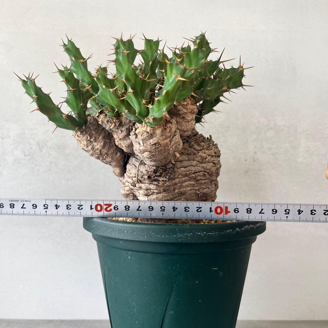 ユーフォルビア　クラビゲラ　現地球　Euphorbia clavigera