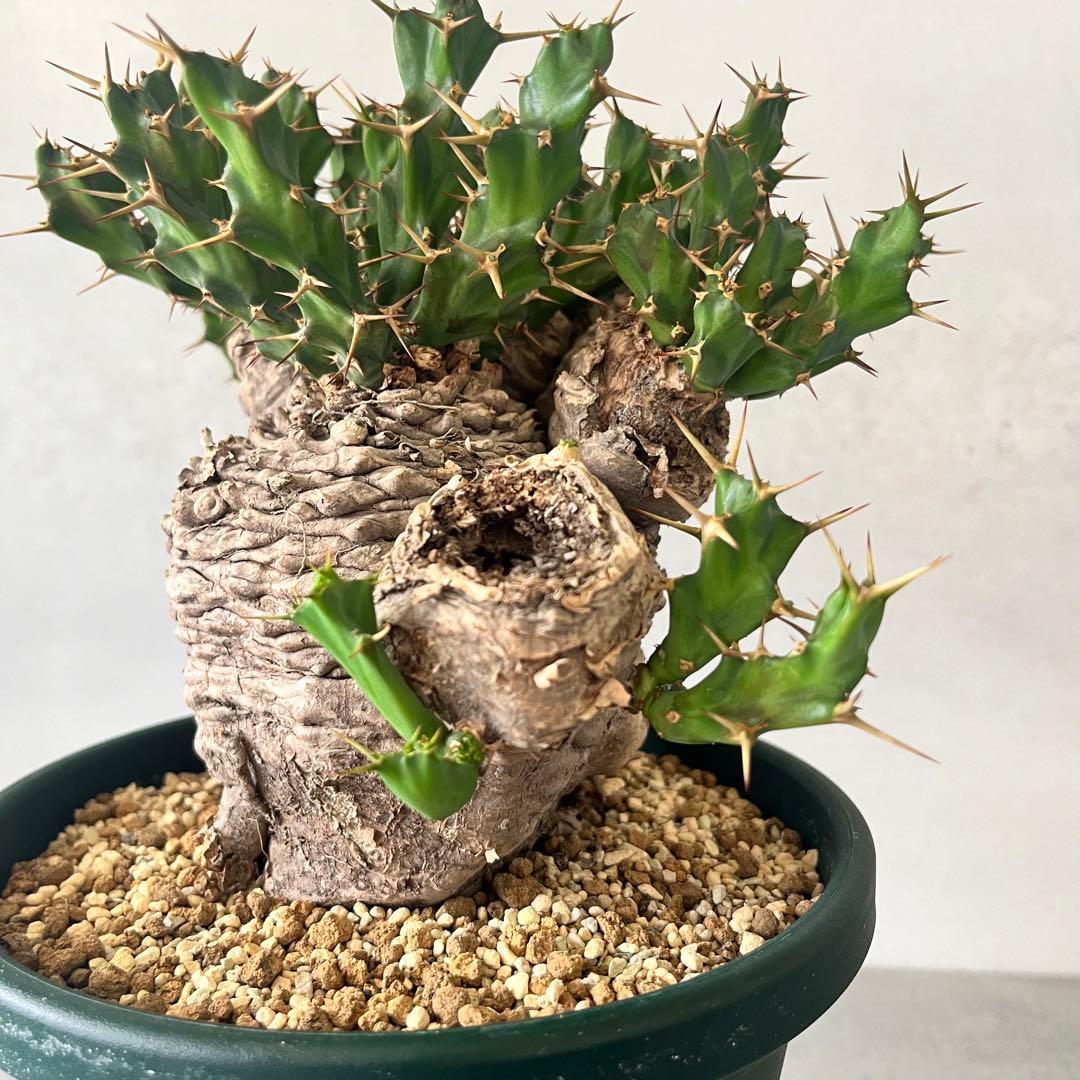 ユーフォルビア　クラビゲラ　現地球　Euphorbia clavigera