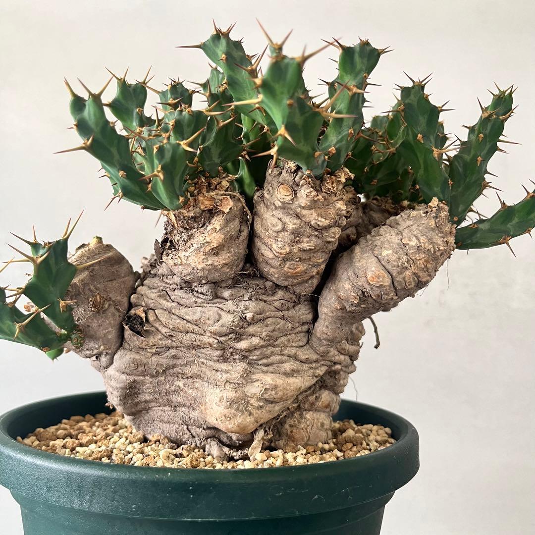 ユーフォルビア　クラビゲラ　現地球　Euphorbia clavigera