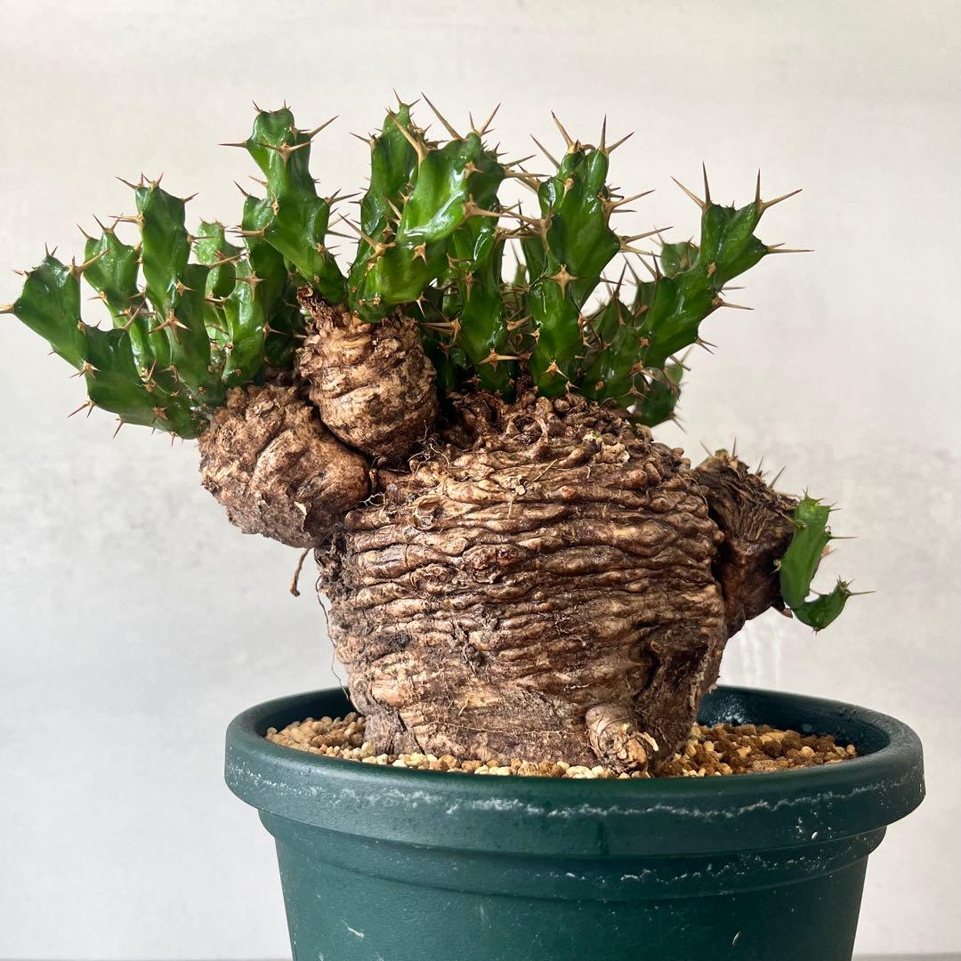 ユーフォルビア　クラビゲラ　現地球　Euphorbia clavigera