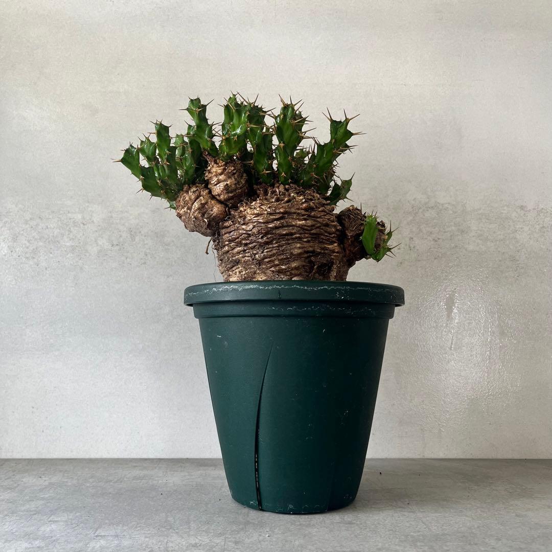 ユーフォルビア　クラビゲラ　現地球　Euphorbia clavigera