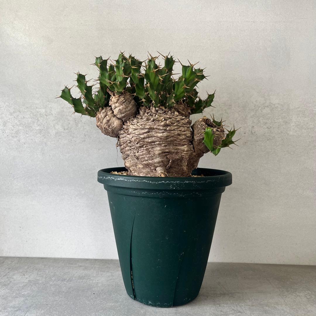 ユーフォルビア　クラビゲラ　現地球　Euphorbia clavigera