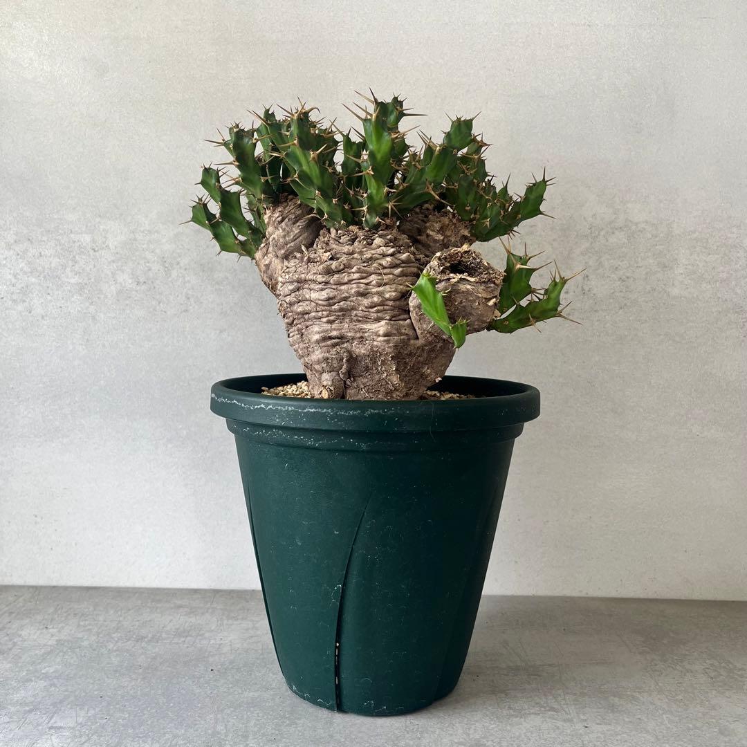 ユーフォルビア　クラビゲラ　現地球　Euphorbia clavigera