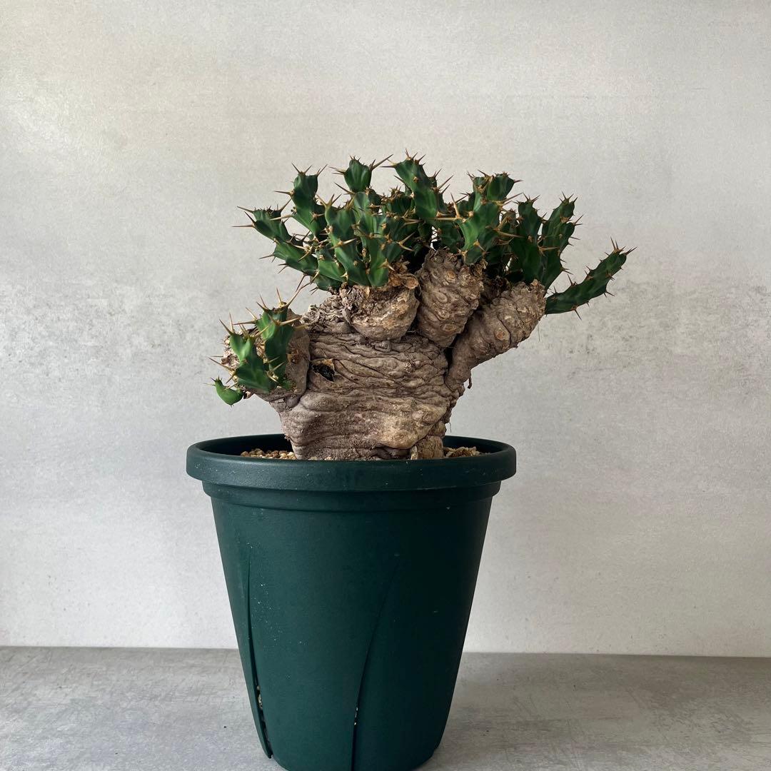 ユーフォルビア　クラビゲラ　現地球　Euphorbia clavigera