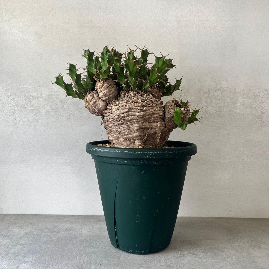 ユーフォルビア　クラビゲラ　現地球　Euphorbia clavigera