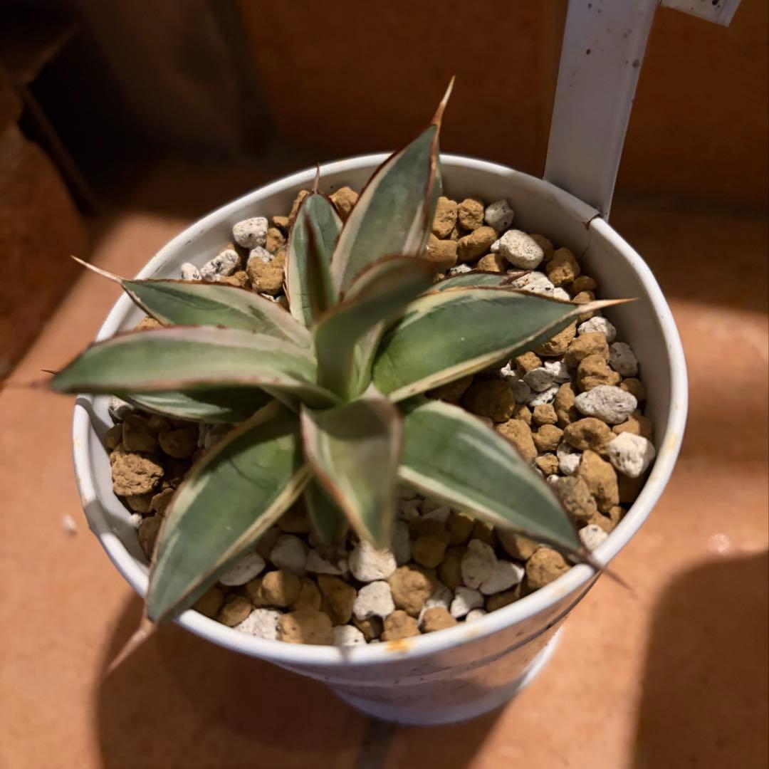 アガベ　特別　12株セット