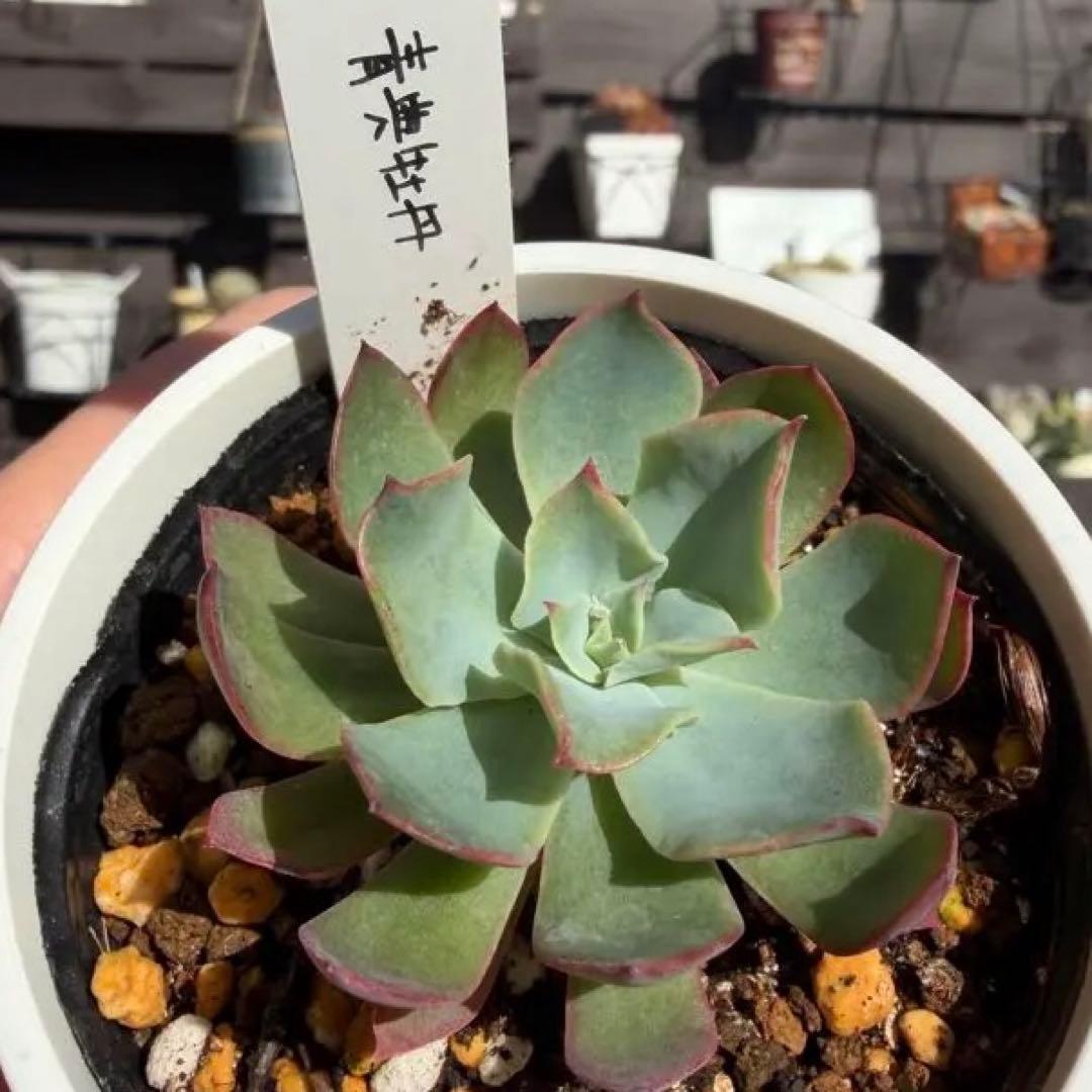 青典牡丹　オーズプランツ　 O'S PLANTS 多肉植物