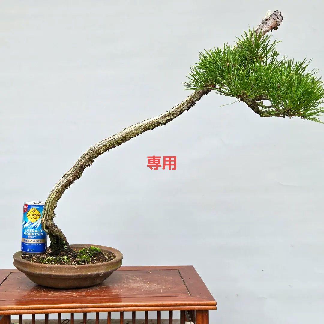 赤松　[山採り文人木]　中品盆栽