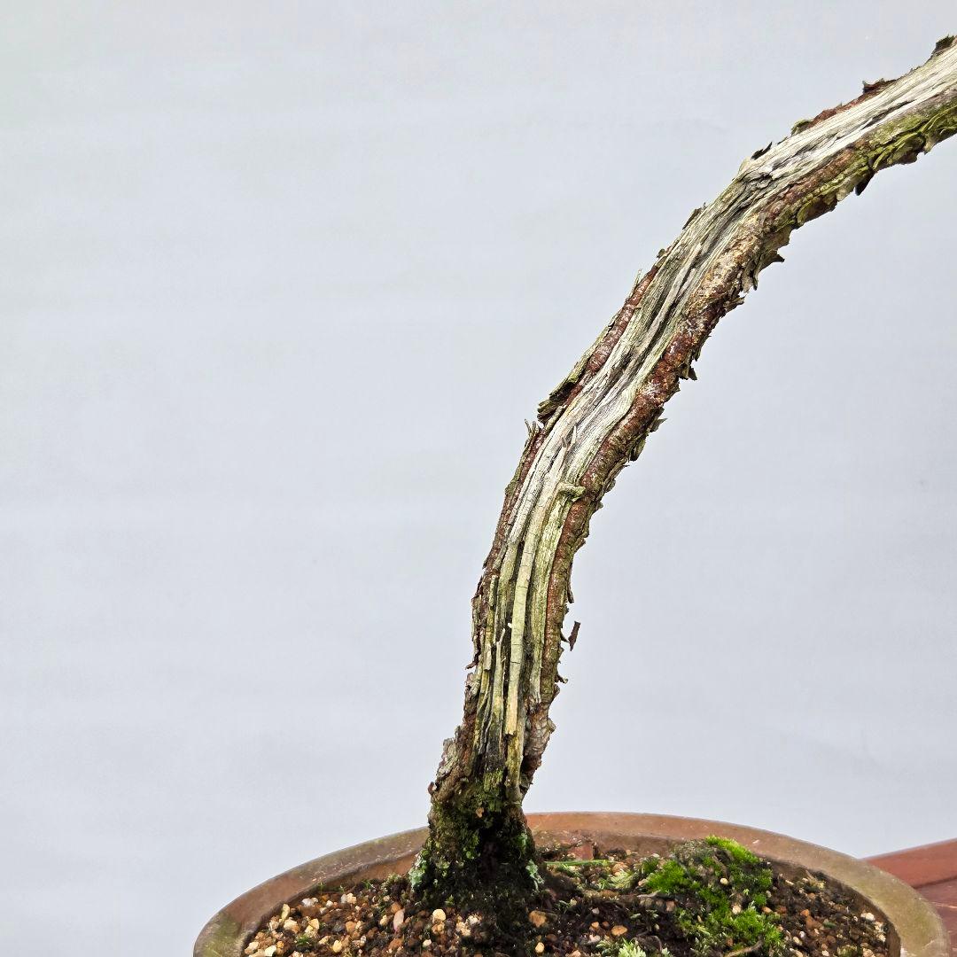 赤松　[山採り文人木]　中品盆栽