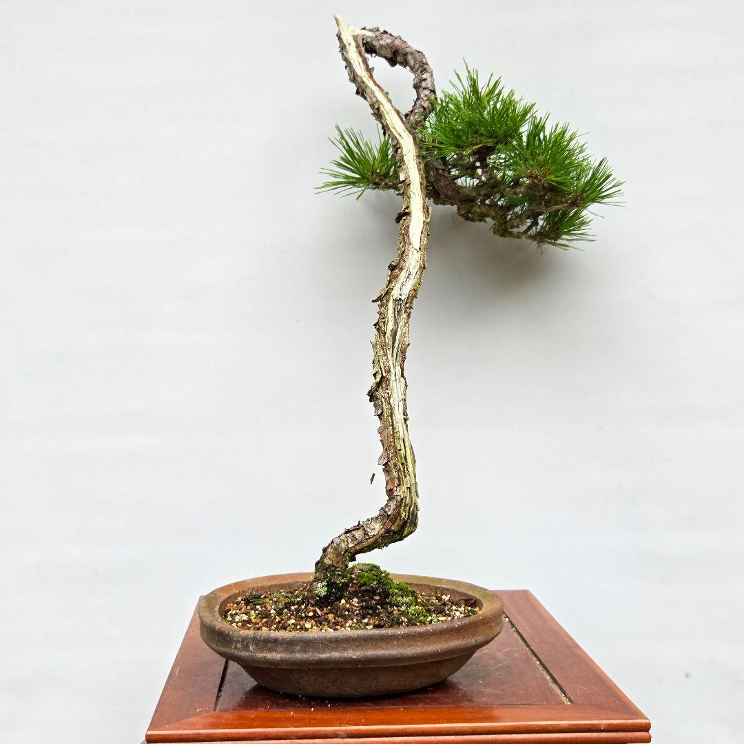赤松　[山採り文人木]　中品盆栽