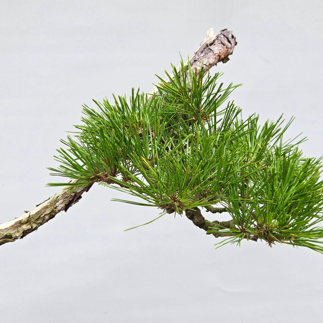 赤松　[山採り文人木]　中品盆栽