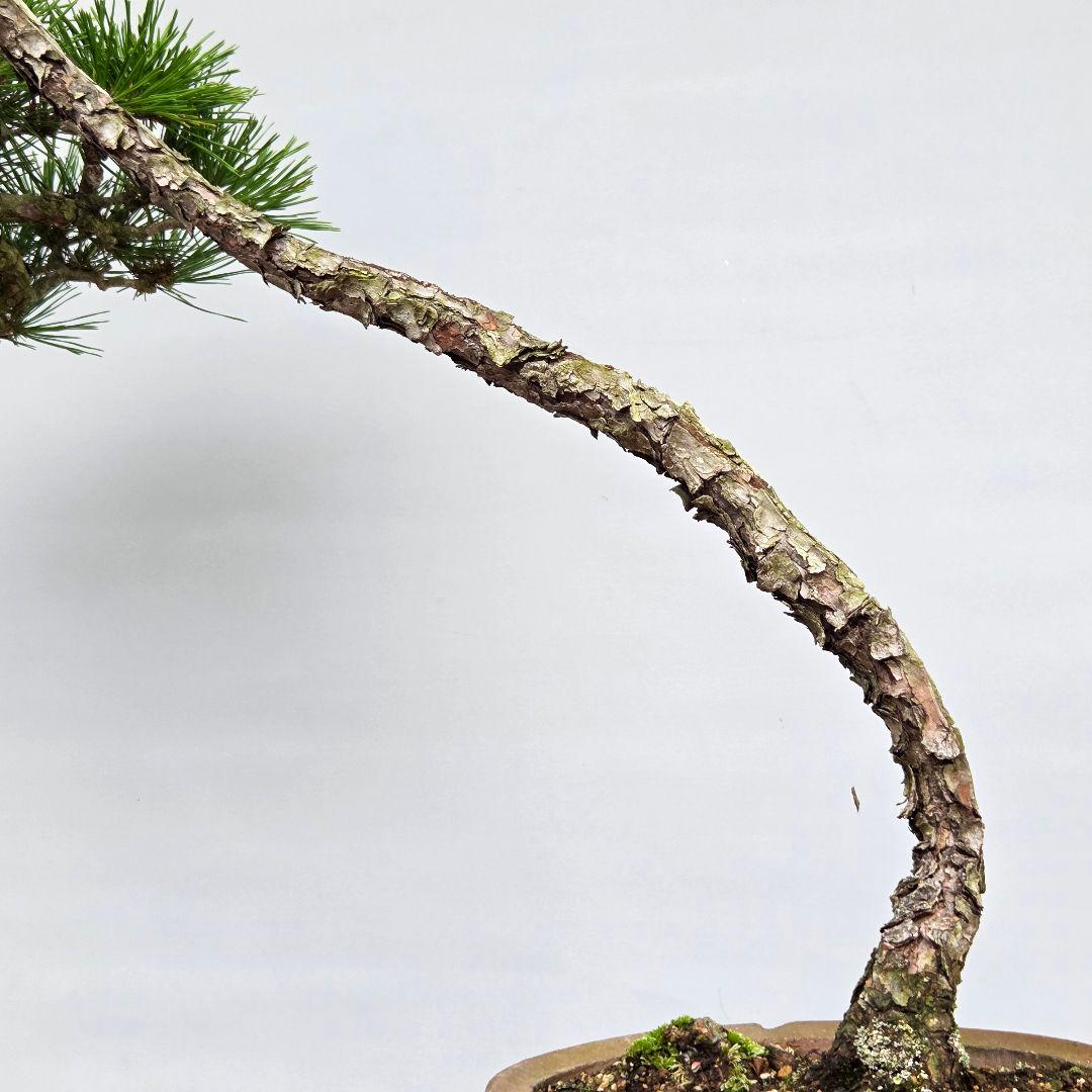 赤松　[山採り文人木]　中品盆栽