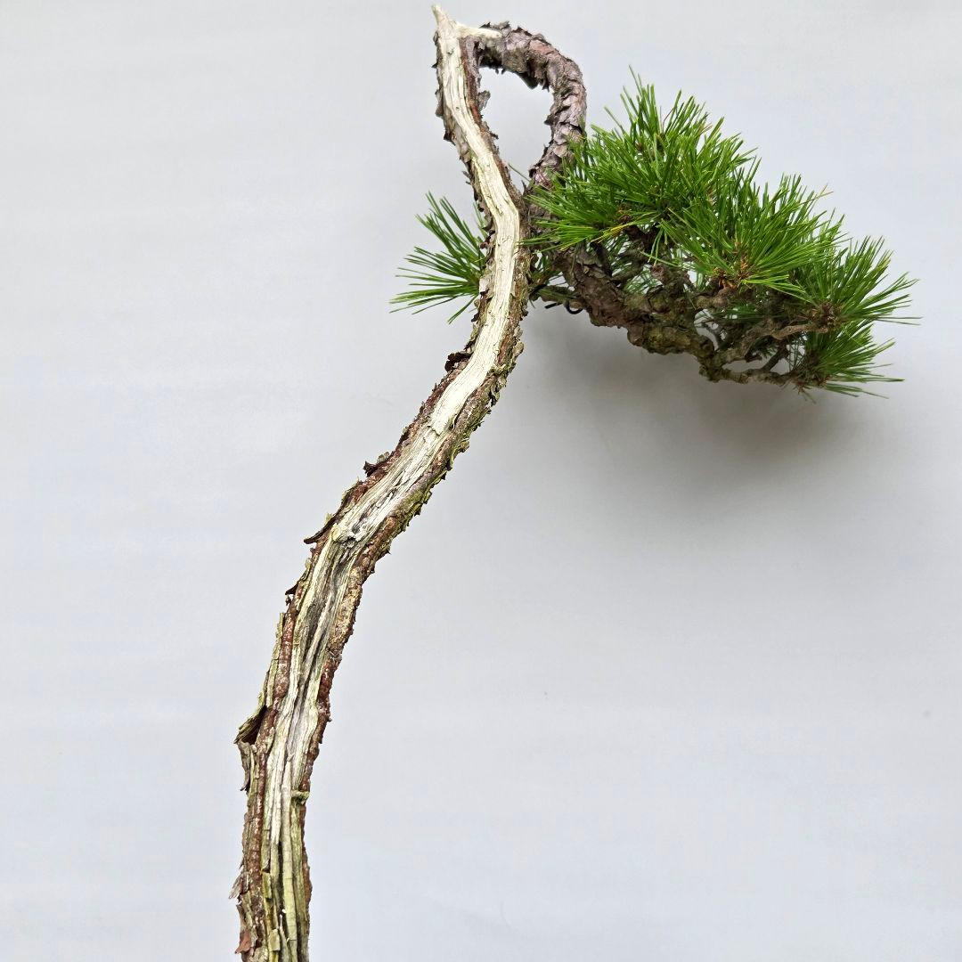 赤松　[山採り文人木]　中品盆栽