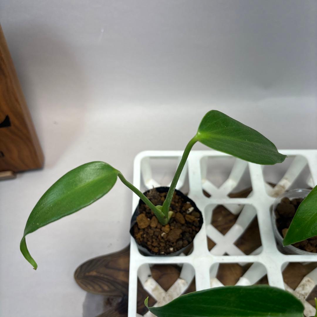 S*T様 5株セット　モンステラ バールマルクスフレームlsw514