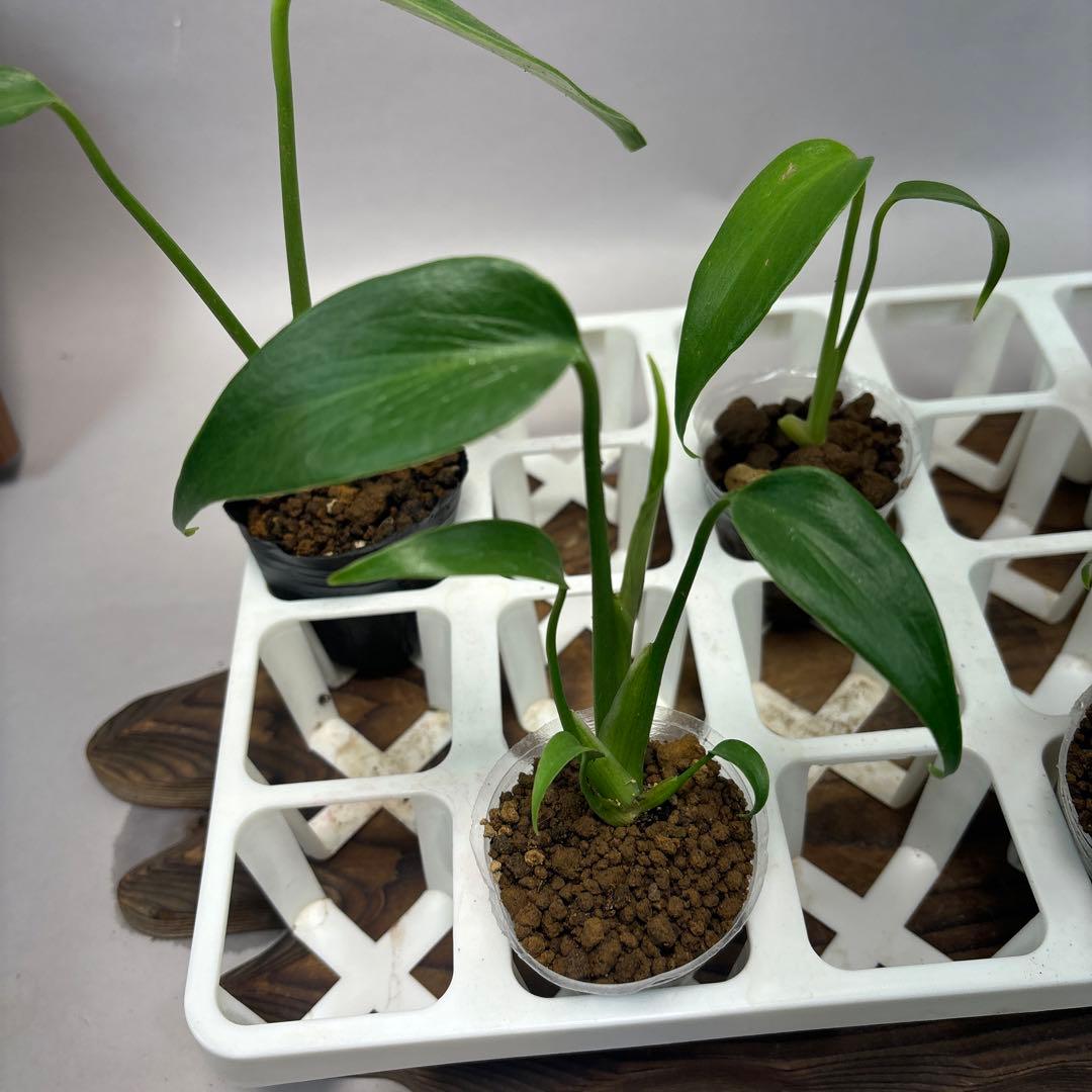 S*T様 5株セット　モンステラ バールマルクスフレームlsw514