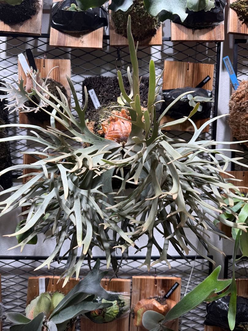 P. willinckii 'Jade Girl' 親株