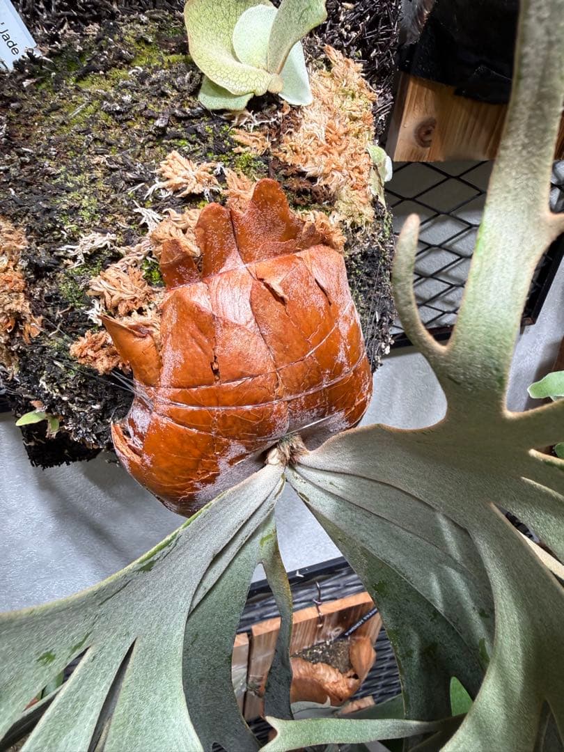 P. willinckii 'Jade Girl' 親株