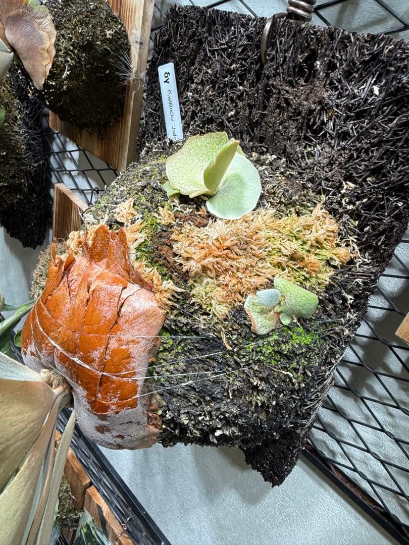 P. willinckii 'Jade Girl' 親株