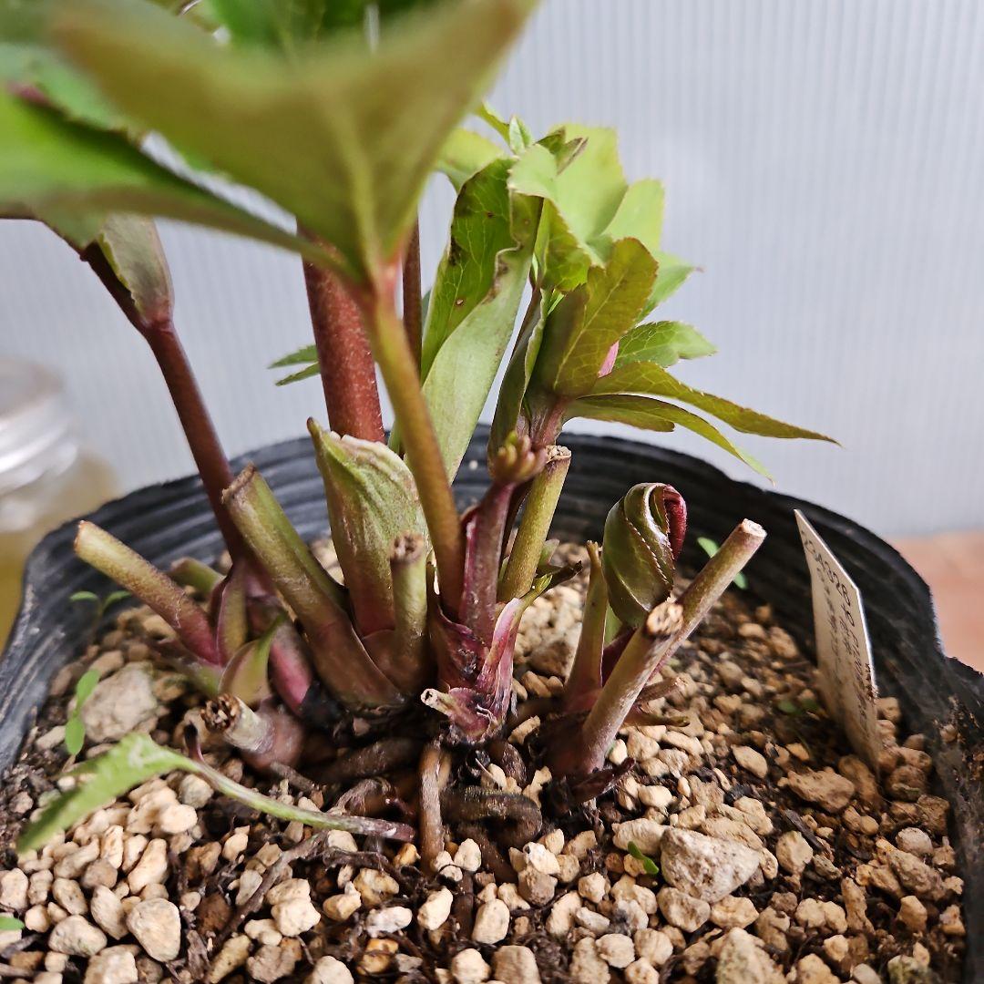 しろくま様ご購入苗㉖-200㉖-265クリスマスローズ