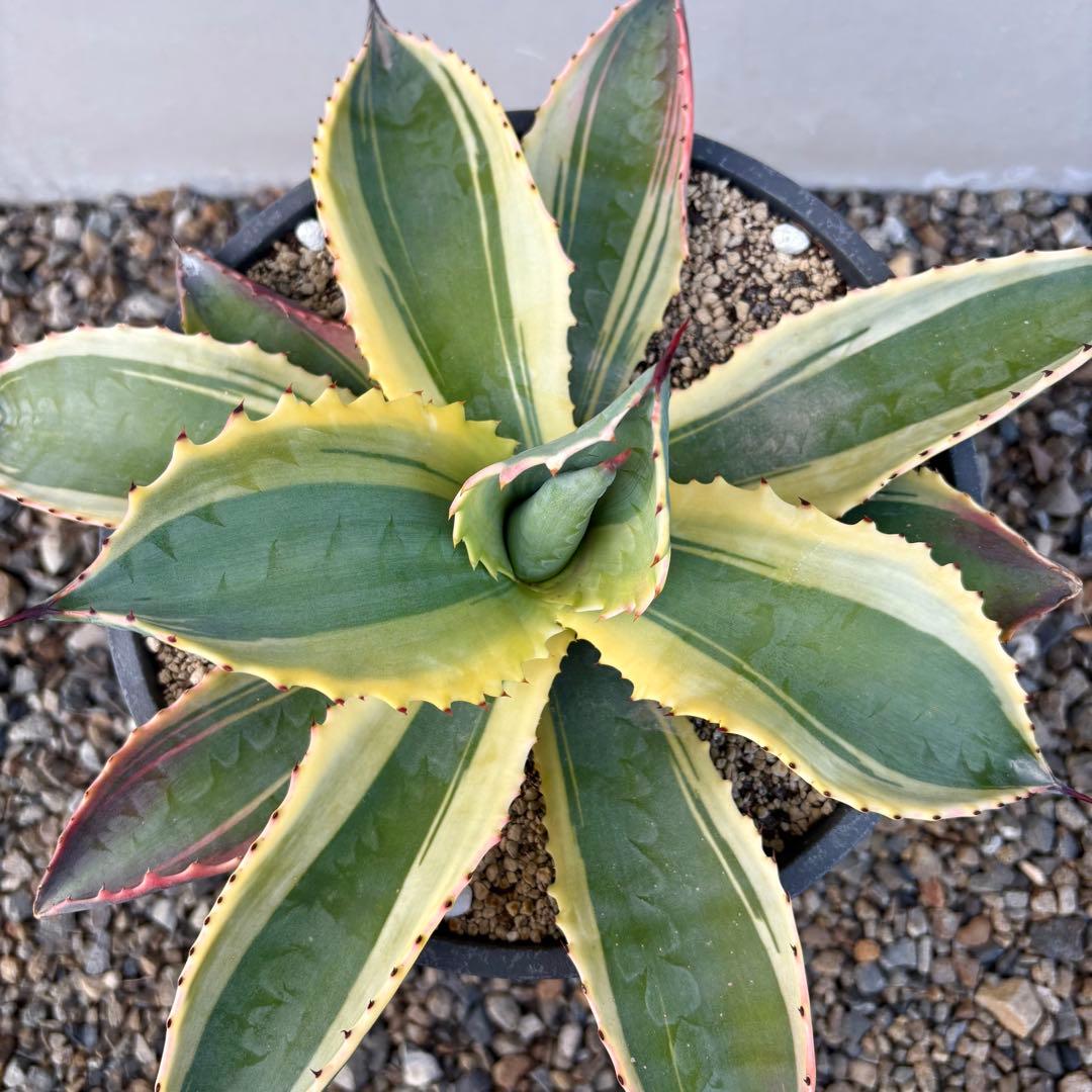 さののの太 　リップルエフェクト 2株セット