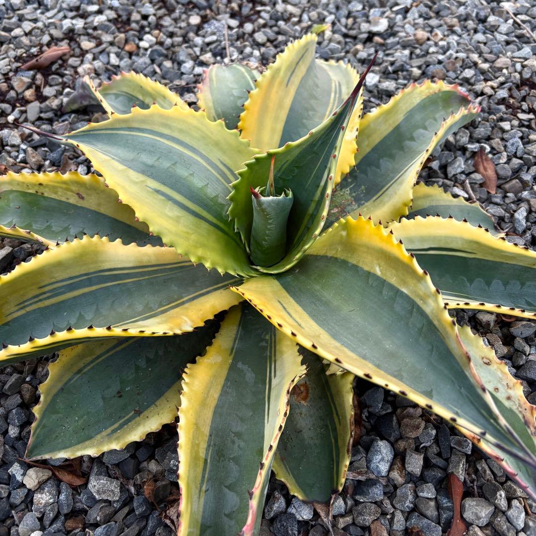 さののの太 　リップルエフェクト 2株セット