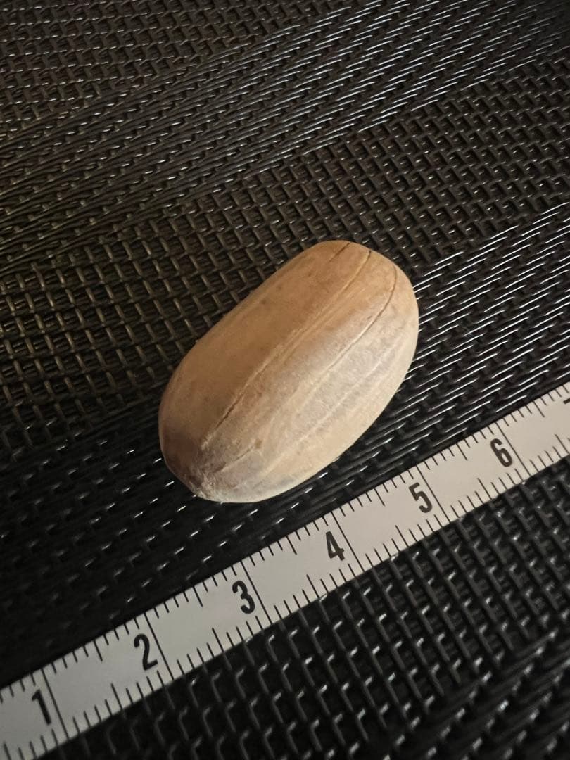 エンセファラルトス ホリダス 種子1粒 #LT9 ソテツ