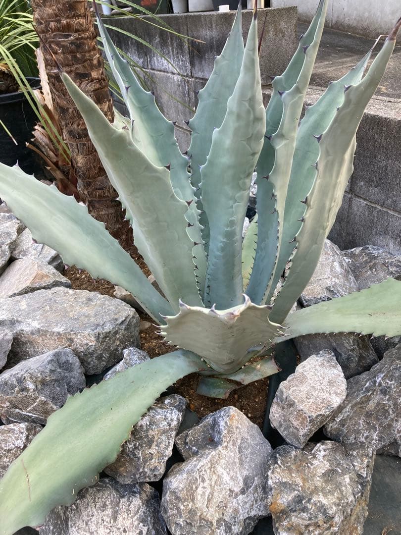 引き取り割栗石1t◇ロックガーデン南国ヤシ庭石ドライガーデンみかも石　岐阜石