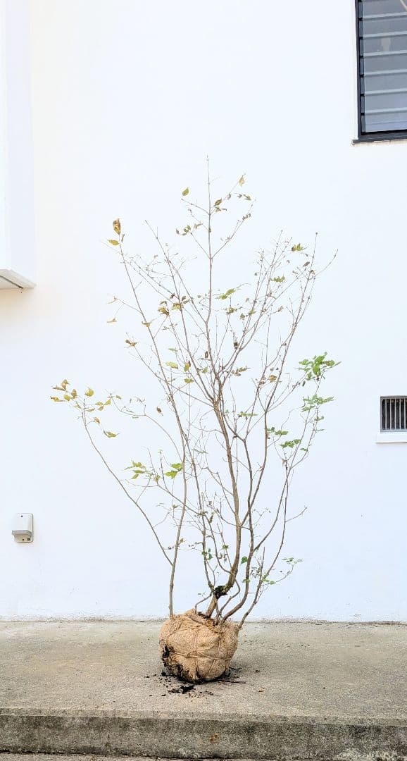 風情。。山採りアオダモ。