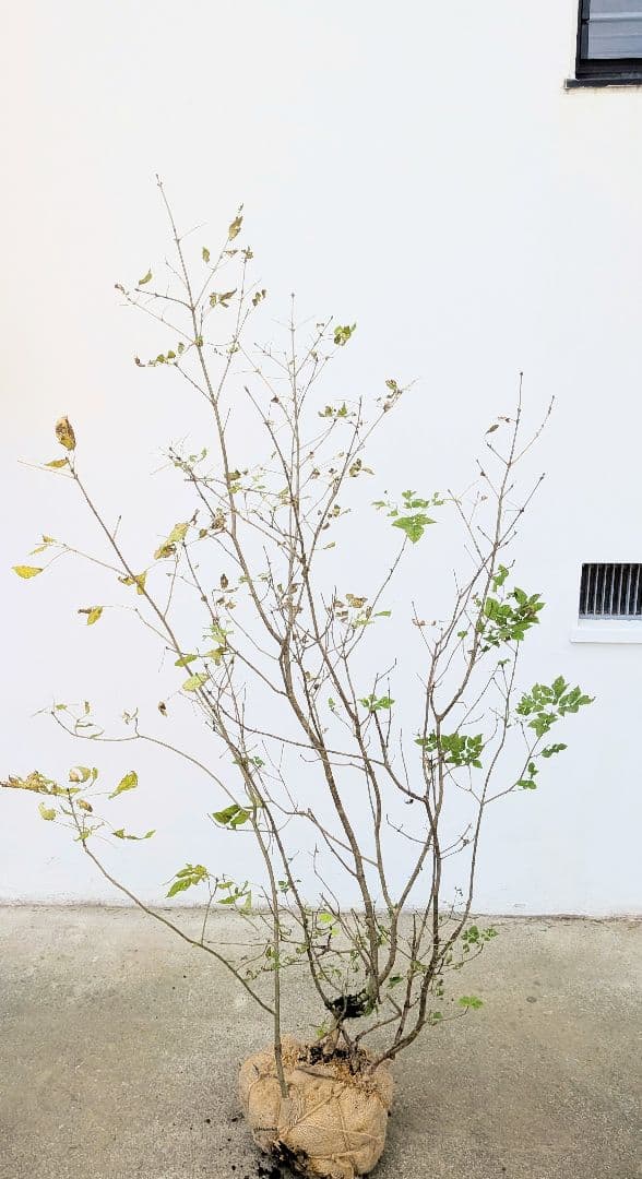 風情。。山採りアオダモ。