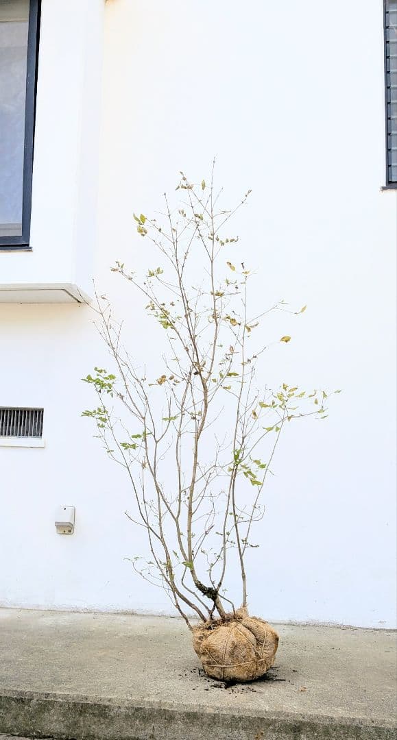 風情。。山採りアオダモ。