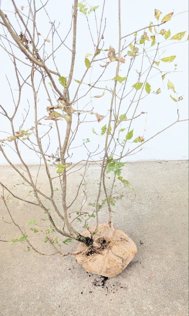 風情。。山採りアオダモ。