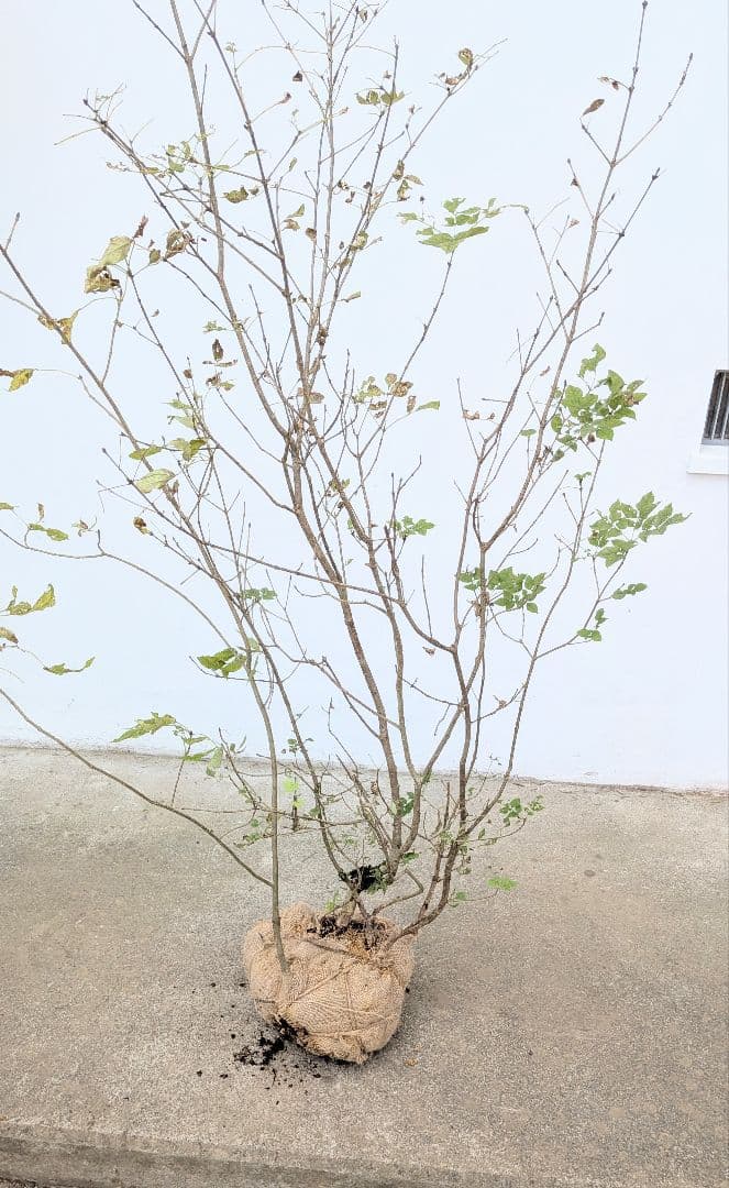 風情。。山採りアオダモ。