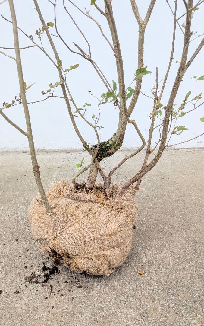 風情。。山採りアオダモ。