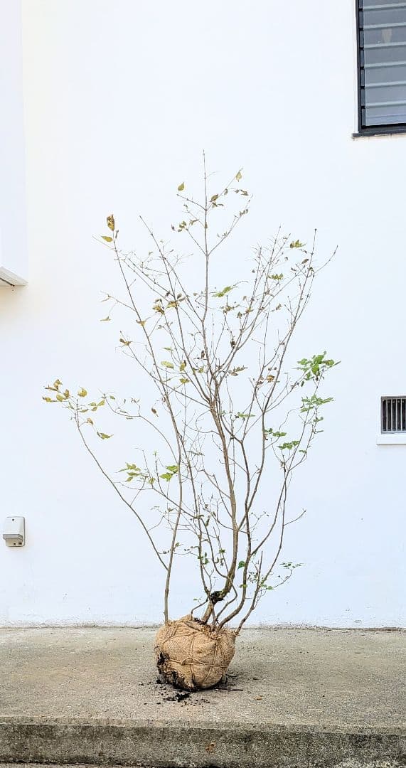 風情。。山採りアオダモ。