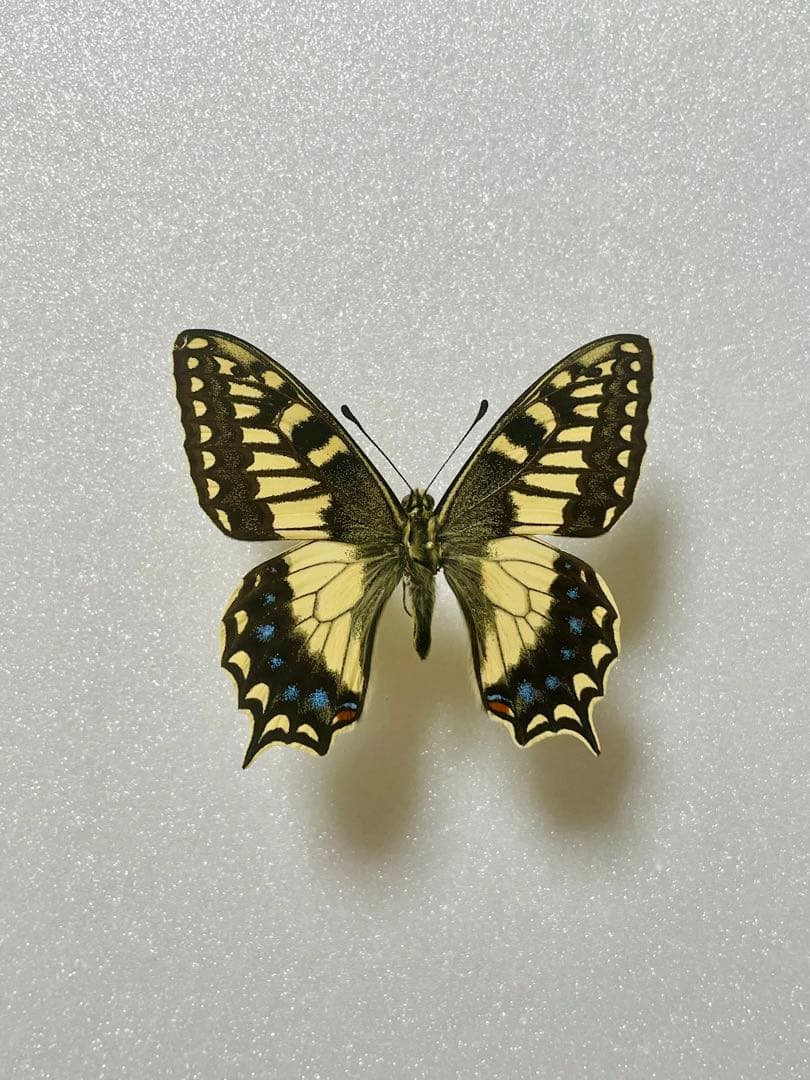 パピリオ・ホスピトン（イタリア産、1オス）