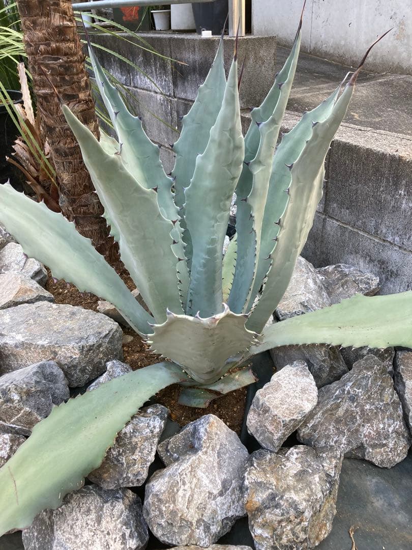 引き取り割栗石400kg岐阜石スコリア溶岩石　ゴロタ石 砕石　砂利　庭石ロック