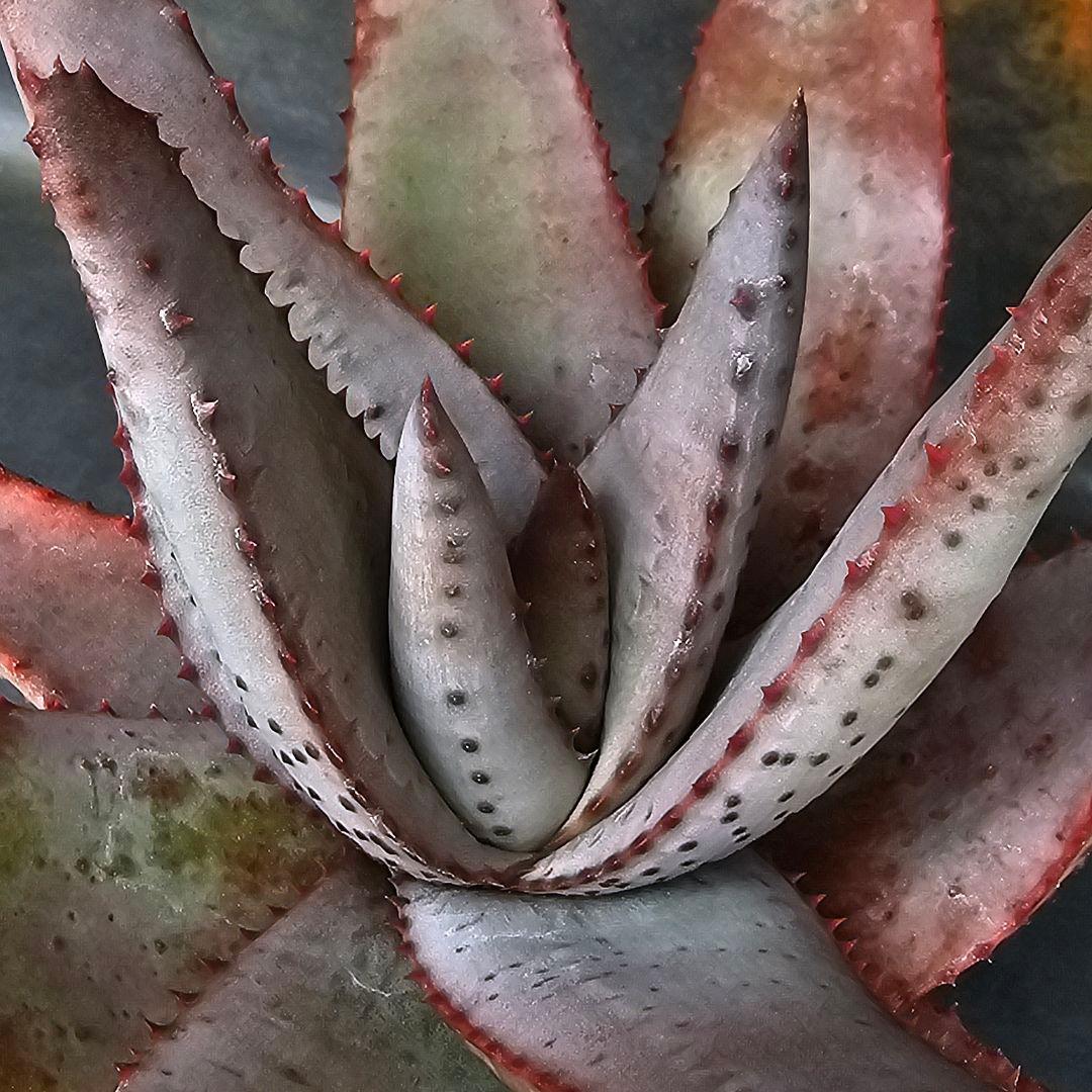 メルカリ便発送☆多肉植物 アロエ 達磨コニフェラ