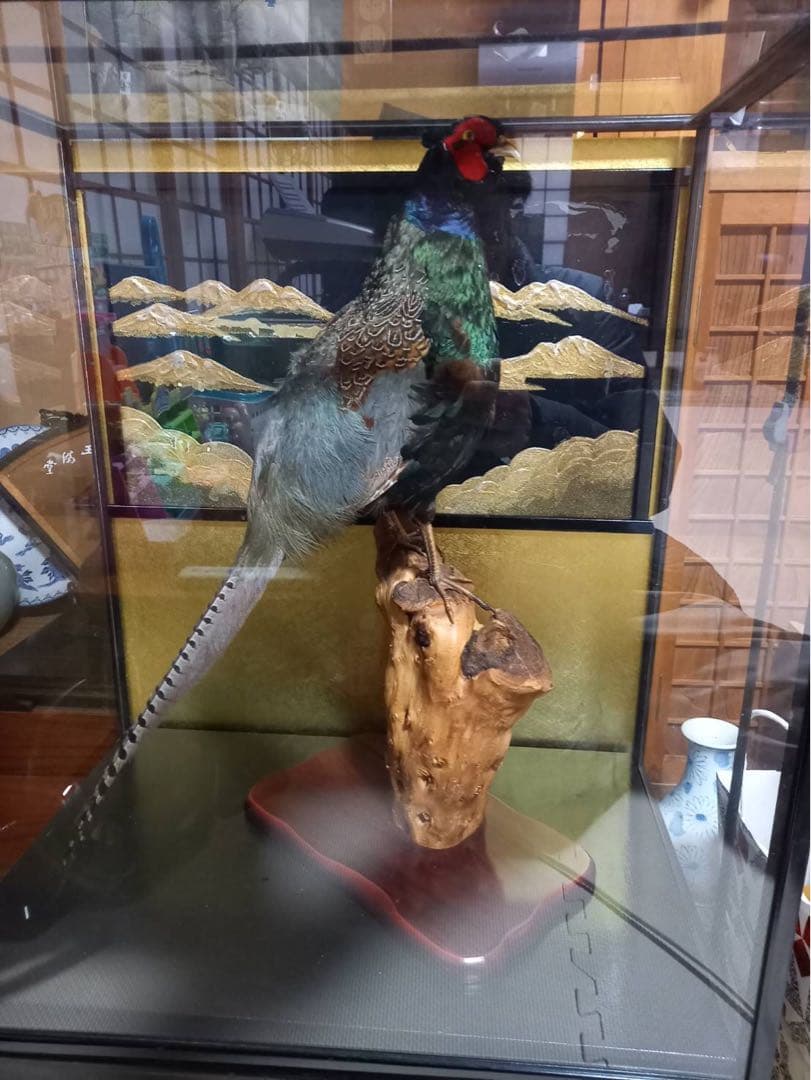 名品　剥製　キジ