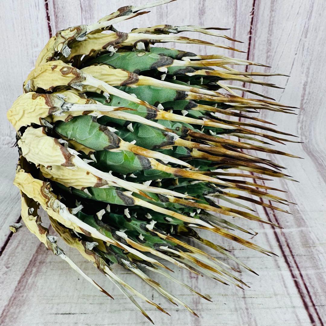 27 アガベ ユタエンシス エボリスピナ 強刺 太刺 丸型