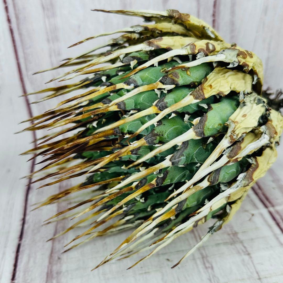 27 アガベ ユタエンシス エボリスピナ 強刺 太刺 丸型