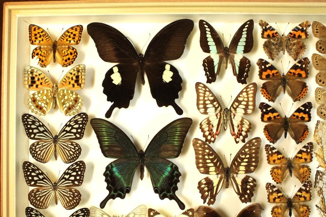k*3様 オオウラギンヒョウモン等　日本産蝶標本　21種　59頭　大型ドイツ箱入