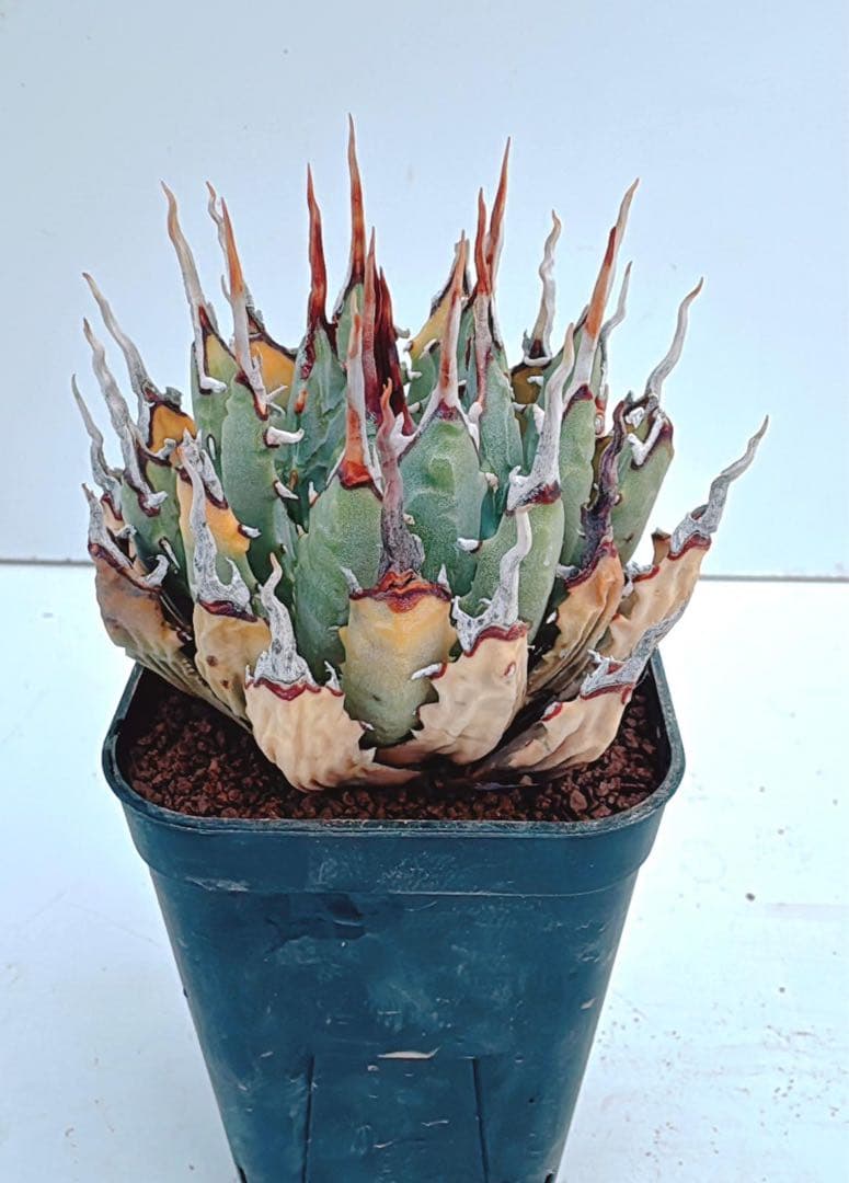 エボリスピナ　アガベ