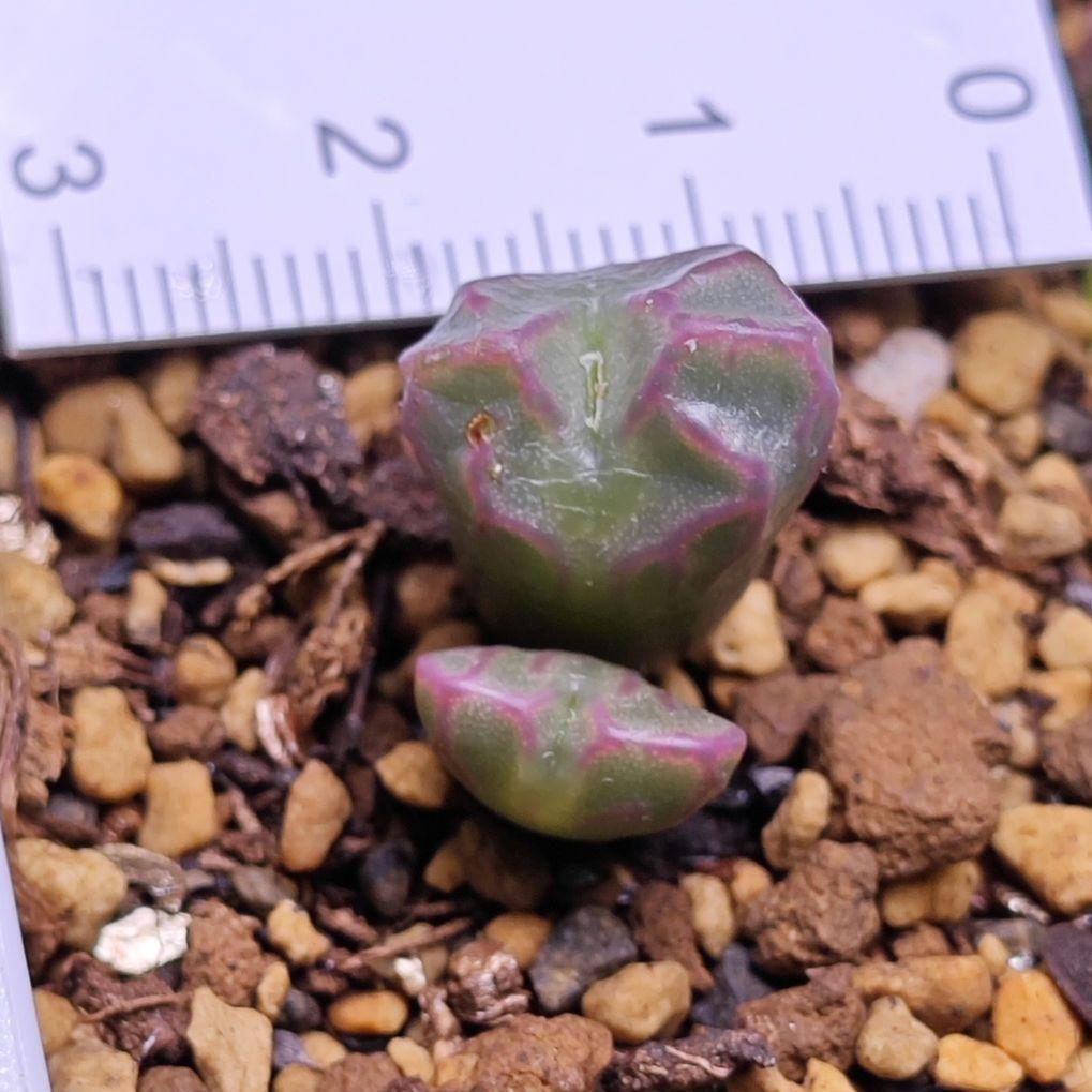 コノフィツム (ectypum×sulcatum)×sulcatum