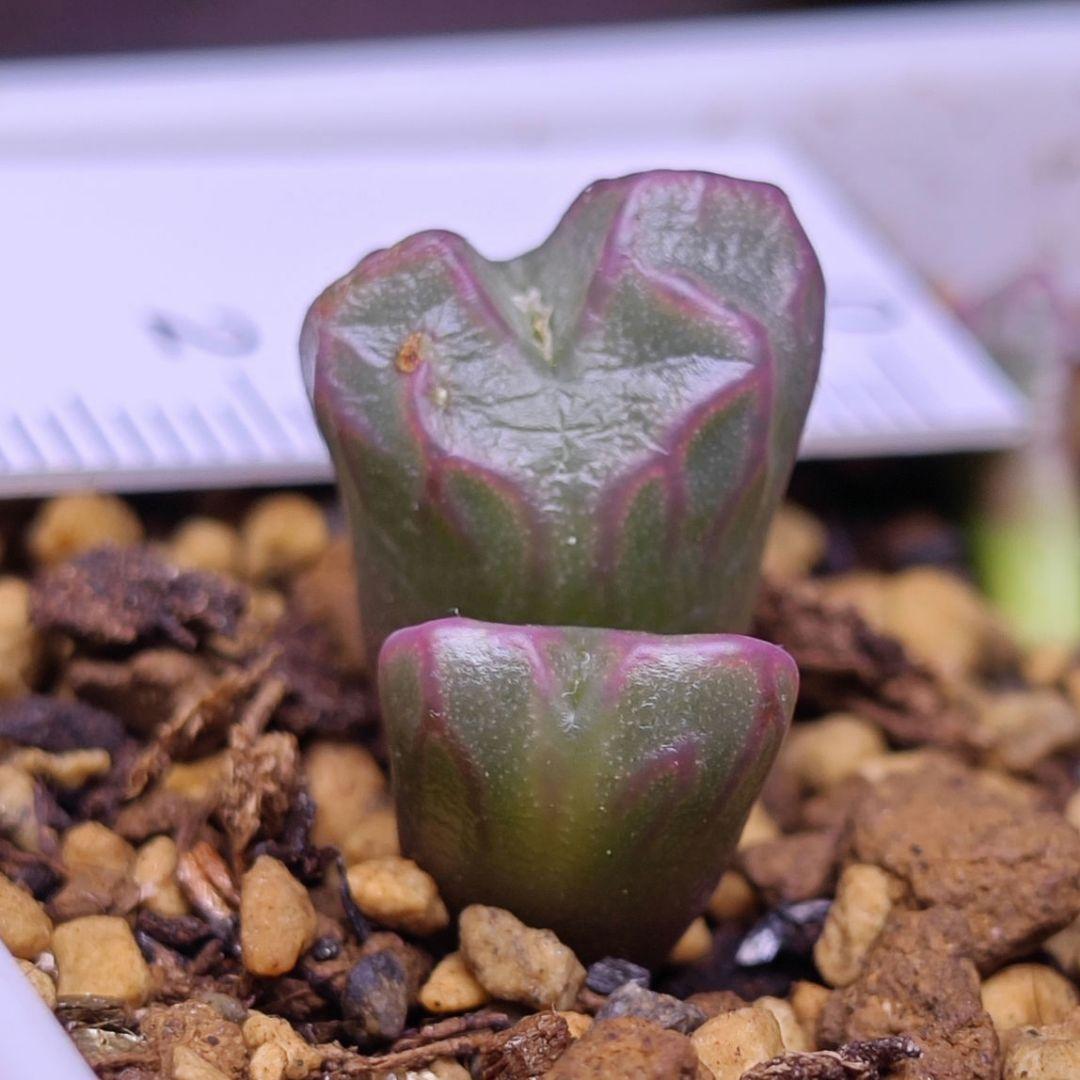 コノフィツム (ectypum×sulcatum)×sulcatum