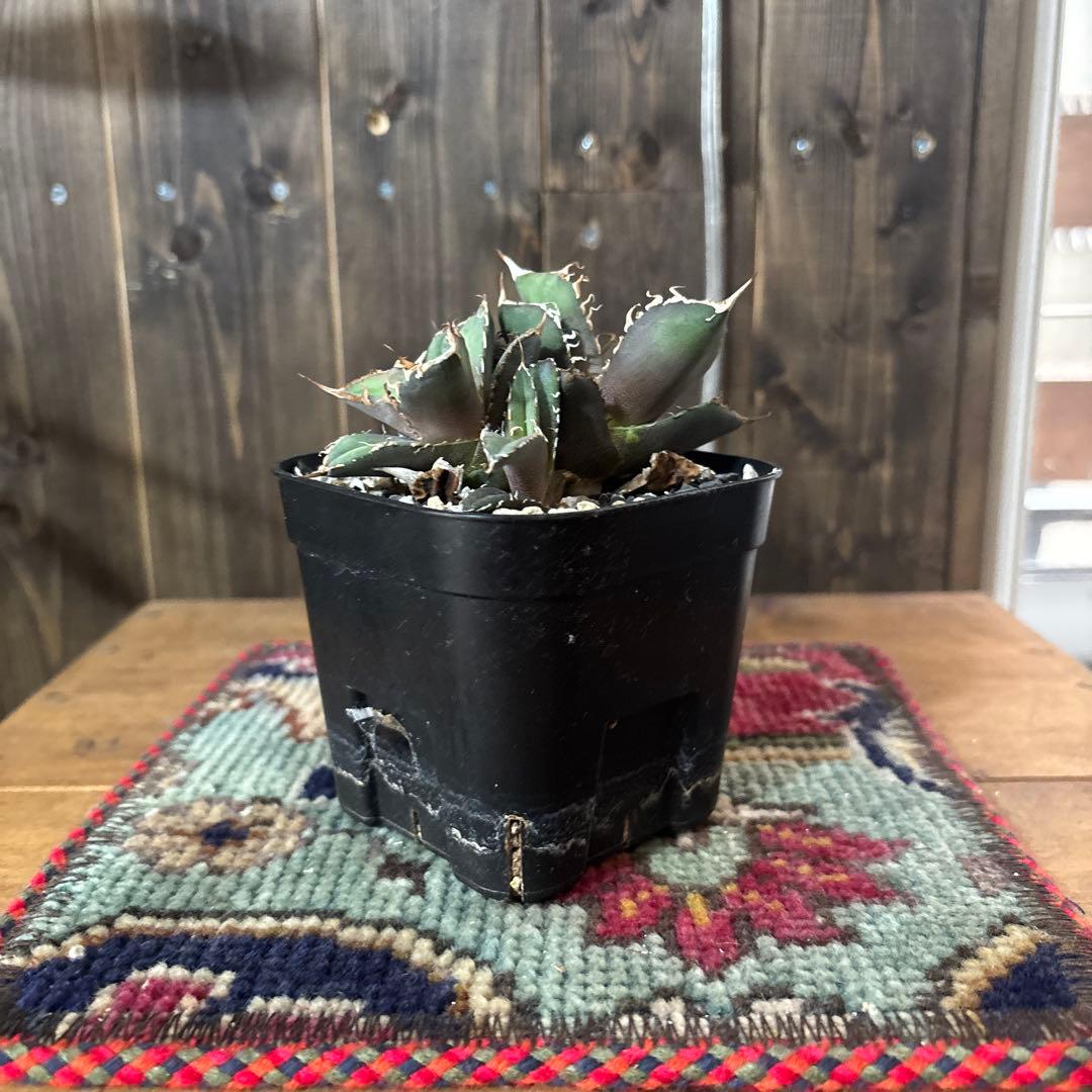 アガベ　烈焔　オテロイ　チタノタ