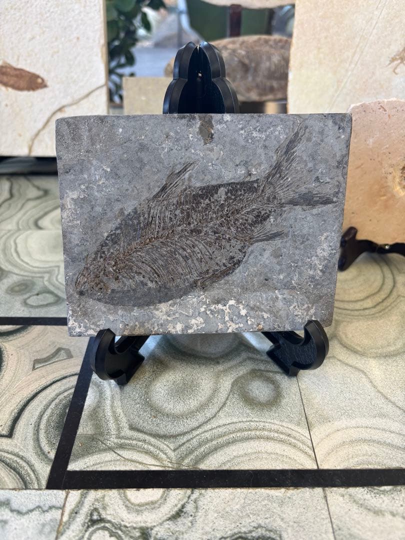 台付　オステオヒラス化石　鉱石　希少　インテリア