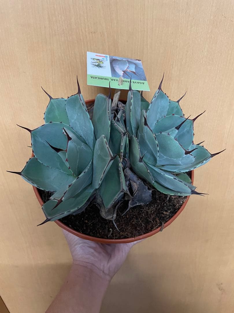 アガベ パリー　トランカータ　双子