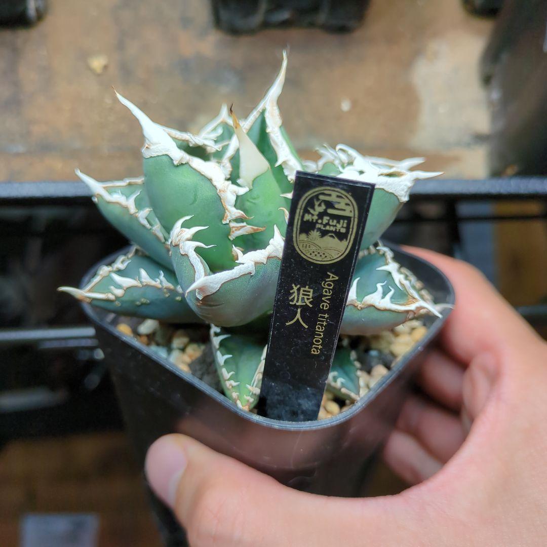 アガベ　狼人10／6撮影